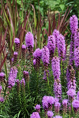 LIATRIS_SPICATA_WITH_IMPERATA_CYLINDRICA_RED_BARON