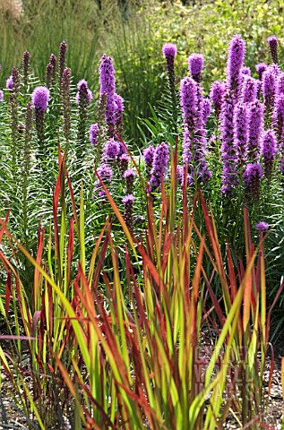 LIATRIS_WITH_IMPERATA_CYLINDRICA_RED_BARON