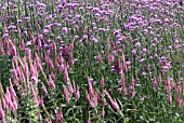 VERBENA BONARIENESIS COMBINED WITH VERONICASTRUM