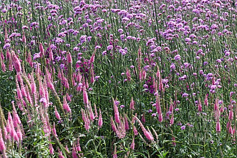 VERBENA_BONARIENESIS_COMBINED_WITH_VERONICASTRUM