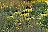 SUMMER COMBINATION OF PERENNIALS