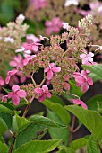 HYDRANGEA PANICULATA BIG BEN