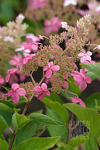 HYDRANGEA_PANICULATA_BIG_BEN