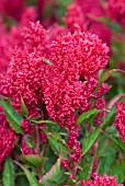 CELOSIA CENTURY ROSE