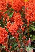 CELOSIA CENTURY FIRE