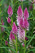 CELOSIA FLAMINGO FEATHER