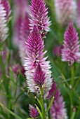 CELOSIA FLAMINGO FEATHER