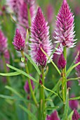 CELOSIA FLAMINGO FEATHER