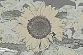 SUNFLOWER - DIGITALLY MANIUPLATED