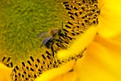 BEE GATHERING POLLEN FROM SUNFLOWER