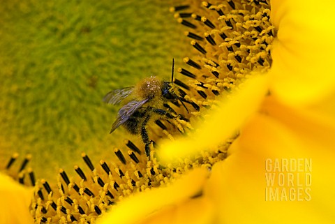 BEE_GATHERING_POLLEN_FROM_SUNFLOWER