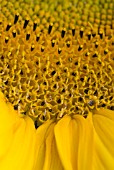 HELIANTHUS ANNUS FLOWER HEAD DETAIL