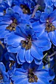 BLUE DELPHINIUM