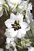 DELPHINIUM PACIFIC GIANT