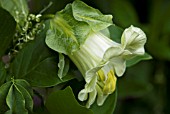 COBAEA SCANDENS ALBA