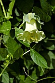 COBAEA SCANDENS ALBA