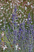 PEROVSKIA ATRIPLICIFOLIA LITTLE SPIRE WITH GAURA