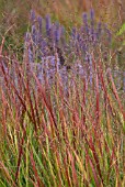 PANICUM VIRGATUM WITH AGASTACHE IN THE BACKGROUND