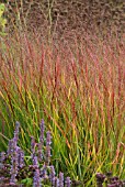 PANICUM VIRGATUM REHBRAUN WITH AGASTACHE BLUE FORTUNE