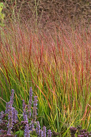 PANICUM_VIRGATUM_REHBRAUN_WITH_AGASTACHE_BLUE_FORTUNE