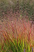 PANICUM VIRGATUM REHBRAUN WITH PHLOMIS SEEDHEADS IN BACKGROUND