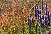 PANICUM VIRGATUM REHBRAUN WITH AGASTACHE BLUE FORTUNE