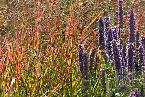 PANICUM_VIRGATUM_REHBRAUN_WITH_AGASTACHE_BLUE_FORTUNE