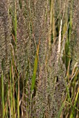 CALAMAGROSTIS BRACHYTRICHA