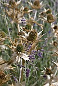 ERYNGIUM SEEDHEADS WITH PEROVSKIA