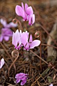 CYCLAMEN BEHAVIOUR TO SELF PROPAGATE