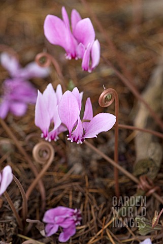 CYCLAMEN_BEHAVIOUR_TO_SELF_PROPAGATE