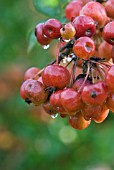 AUTUMN DEW ON MALUS FRUITS