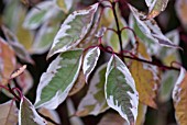 CORNUS ALBA SIBIRICA VARIEGATA