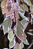 CORNUS ALBA SIBIRICA VARIEGATA