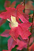 LIQUIDAMBER AUTUMN SHADES