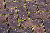 MOSS GROWING BETWEEN PATIO BRICKS