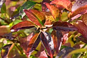 SHADES OF LATE SUMMER COLOUR - FORSYTHIA