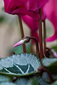 EMERGING CYCLAMEN FLOWER BUD