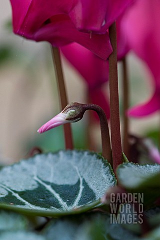 EMERGING_CYCLAMEN_FLOWER_BUD