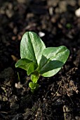 YOUNG BROAD BEAN SEEDLING