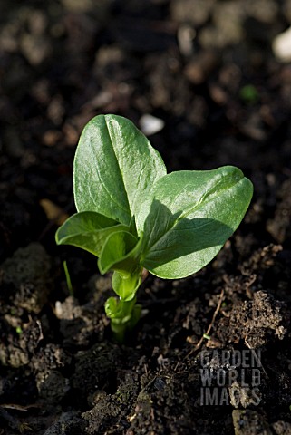 YOUNG_BROAD_BEAN_SEEDLING