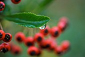 AUTUMN DEW DROP ON PYRACANTHA LEAF