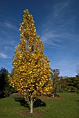 LIRIODENDRON TULIPIFERA