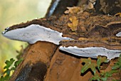 BRACKET FUNGUS - INONOTUS