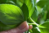 PINCHING OUT SHOOTS OF BASIL