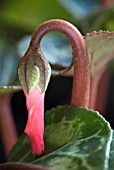 EMERGING CYCLAMEN FLOWER