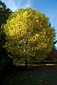 LIRIODENDRON TULIPIFERA