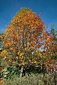 NYSSA SYLVATICA WITH AUTUMN COLOURING