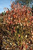 CORNUS SERICEA CARDINAL