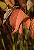 CORNUS SERICEA CARDINAL